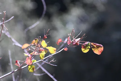 DSC_2193 (Large).JPG